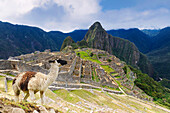 Machu Picchu, UNESCO-Weltkulturerbe, mit Lama vor der Ruinenstadt der Inkas mit dem Berg Huayana Picchu, Andenkordillere, Provinz Urubamba, Cusco, Peru, Südamerika