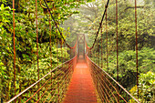 Hanging bridge in a cloud forest, Monteverde, Reserva Biologica Bosque Nuboso Monteverde, Puntarenas, Costa Rica, Central America