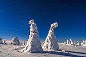 Mondlicht am sternenklaren Winterhimmel über gefrorenen, schneebedeckten Bäumen, Riisitunturi-Nationalpark, Posio, Lappland, Finnland, Europa