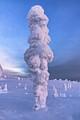 Winterdämmerung über einem einsamen, gefrorenen, in Schnee gehüllten Baum, Riisitunturi-Nationalpark, Posio, Lappland, Finnland, Europa