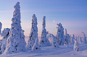 Verschneiter Wald bei Sonnenaufgang im Winter, Riisitunturi-Nationalpark, Posio, Lappland, Finnland, Europa