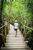 Rear view of young boy with hat walking on wooden path inside Jozani Forest National Park, Zanzibar, Tanzania, East Africa, Africa
