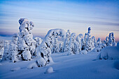 Bizarre Formen von gefrorenen Bäumen im arktischen Wald mit Schnee bedeckt bei Sonnenuntergang, Oulanka Nationalpark, Ruka Kuusamo, Lappland, Finnland, Europa