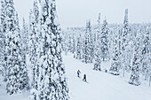 Zwei Personen beim Skilanglauf im verschneiten Wald, Luftaufnahme, Lappland, Finnland, Europa