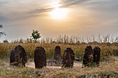 Senegambische Steinkreise, UNESCO-Welterbestätte, Wassu, Gambia, Westafrika, Afrika