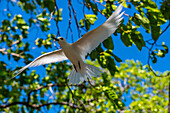 Fairy tern on a little islet in the lagoon of the Rangiroa atoll, Tuamotus, French Polynesia, South Pacific, Pacific