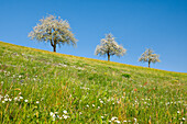 Three pear trees standing in flowering meadow, springtime on a bright sunny day, Zurich, Switzerland, Europe