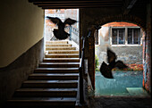 Fliegende Tauben in Venedig, UNESCO-Weltkulturerbe, Venetien, Italien, Europa