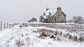 Abandoned house on a snowy winter's day, Isle of Harris, Outer Hebrides, Scotland, United Kingdom, Europe