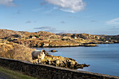 Ein Schaf auf einer Mauer mit Blick aufs Meer, Isle of Harris, Äußere Hebriden, Schottland, Vereinigtes Königreich, Europa