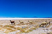 Alpaca of the Uyuni Salt Flats, Bolivia, South America