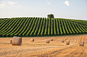Vineyards and hay bales in countryside, Italy, Europe