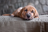 Schläfriger Broholmer Hundewelpe, der auf einer Decke liegt und in die Kamera schaut, Italien, Europa