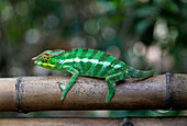 Panther chameleon (Furcifer pardalis) at Nosy Komba island, North West Madagascar, Indian Ocean, Africa