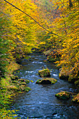 Kamenice River in autumn, Bohemian Switzerland National Park, Hrensko, Decin District, Usti nad Labem Region, Czech Republic (Czechia), Europe