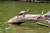 Yellow-spotted Amazon river turtle (Podocnemis unifilis), Lake Sandoval, Tambopata National Reserve, Puerto Maldonado, Madre de Dios, Peru, South America