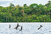 Neotropic Cormorant (Phalacrocorax brasilianus), Lake Sandoval, Tambopata National Reserve, Puerto Maldonado, Madre de Dios, Peru, South America