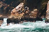 South American sea lions (Otaria flavescens) on rocks, Ballestas islands, Paracas, Peru, South America