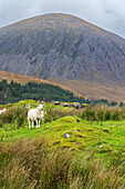Schafe am Berg, nahe Torrin, Isle of Skye, Innere Hebriden, Schottland, Vereinigtes Königreich, Europa