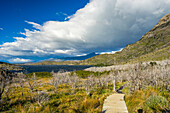 Wooden boardwalk leading to area of barren trees affected by fire, near Refugio Paine Grande, Torres del Paine National Park, Patagonia, Chile, South America