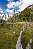 Biberpfad (castorera) und Gebiet mit Biberdämmen, Nationalpark Tierra del Fuego, Patagonien, Argentinien, Südamerika