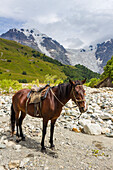 Pferd am Adishchala-Fluss mit Tetnuldi-Gipfel im Hintergrund, Swaneti-Gebirge, Kaukasus, Georgien, Zentralasien, Asien
