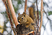 American red squirrel (Tamiasciurus hudsonicus) on tree, Tolsona, Alaska, United States of America, North America