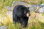 Schwarzbär in Gefangenschaft (Ursus americanus), Alaska Wildlife Conservation Center, Girlwood, Alaska, Vereinigte Staaten von Amerika, Nordamerika