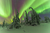 Northern Lights (Aurora Borealis) in a starry night dancing above the snowy forest, Pallas-Yllastunturi National Park, Muonio, Lapland, Finland, Europe