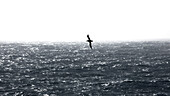 Albatros gleitet über die Drake-Passage, Südlicher Ozean unterhalb von Südamerika, Antarktis, Polarregionen