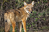 Wild Coyote, Massachusetts, New England, United States of America, North America