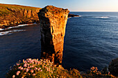 Yesnaby Sea Stack, West Mainland, Orkney-Inseln, Schottland, Vereinigtes Königreich, Europa