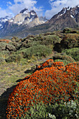 Torres del Paine National Park, Patagonia, Chile, South America