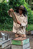 Honigerzeuger bei der Inspektion seiner Produktion und Bienenstöcke, Condado, bei Trinidad, Kuba, Westindien, Karibik, Mittelamerika