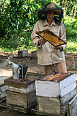 Honey producer inspecting his output and hives, Condado, near Trinidad, Cuba, West Indies, Caribbean, Central America