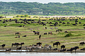 Blue wildebeest (Connochaetes taurinus) and common zebras (Equus quagga) grazing, Ndutu Conservation Area, Serengeti, Tanzania, East Africa, Africa