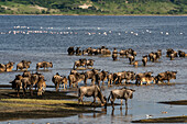 Blue wildebeest (Connochaetes taurinus) crossing Lake Ndutu, Ndutu Conservation Area, Serengeti, Tanzania, East Africa, Africa