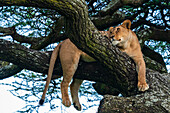 Löwe (Panthera leo) in einem Baum, Ndutu-Schutzgebiet, Serengeti, Tansania, Ostafrika, Afrika