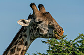 Masai giraffe (Giraffa camelopardalis tippelskirchi) feeding, Ndutu Conservation Area, Serengeti, Tanzania, East Africa, Africa