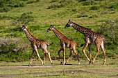 Massai-Giraffen (Giraffa camelopardalis tippelskirchi), Ndutu-Schutzgebiet, Serengeti, Tansania, Ostafrika, Afrika