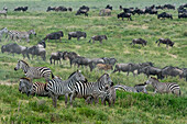 Blue wildebeest (Connochaetes taurinus) and common zebras (Equus quagga) walking in tall grass, Serengeti, Tanzania, East Africa, Africa