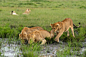 Lion (Panthera leo), Ndutu Conservation Area, Serengeti, Tanzania, East Africa, Africa