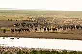 Streifengnu (Connochaetes taurinus), Ndutu-Schutzgebiet, Serengeti, Tansania, Ostafrika, Afrika