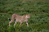 Gepard (Acinonyx jubatus) beim Laufen, Ndutu-Schutzgebiet, Serengeti, Tansania, Ostafrika, Afrika