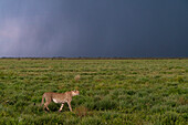 Cheetah (Acinonyx jubatus) walking, Ndutu Conservation Area, Serengeti, Tanzania, East Africa, Africa