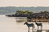 Streifengnu (Connochaetes taurinus) und gewöhnliche Zebras (Equus quagga) am Ndutu-See, Serengeti, Tansania, Ostafrika, Afrika
