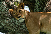 Löwe (Panthera leo) in einem Baum, Ndutu-Schutzgebiet, Serengeti, Tansania, Ostafrika, Afrika