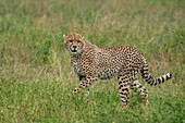 Cheetah (Acinonyx jubatus), Ndutu Conservation Area, Serengeti, Tanzania, East Africa, Africa