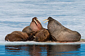 Walrosse (Odobenus rosmarus) auf dem Eis ruhend, Brepollen, Spitzbergen, Svalbard-Inseln, Arktis, Norwegen, Europa