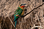 White-fronted bee-eater (Merops bullockoides) perching on a branch, Chobe National Park, Botswana, Africa